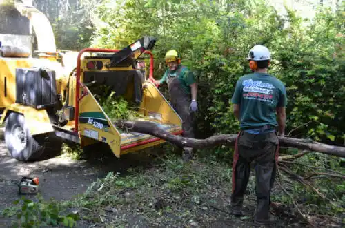 tree services Huachuca City